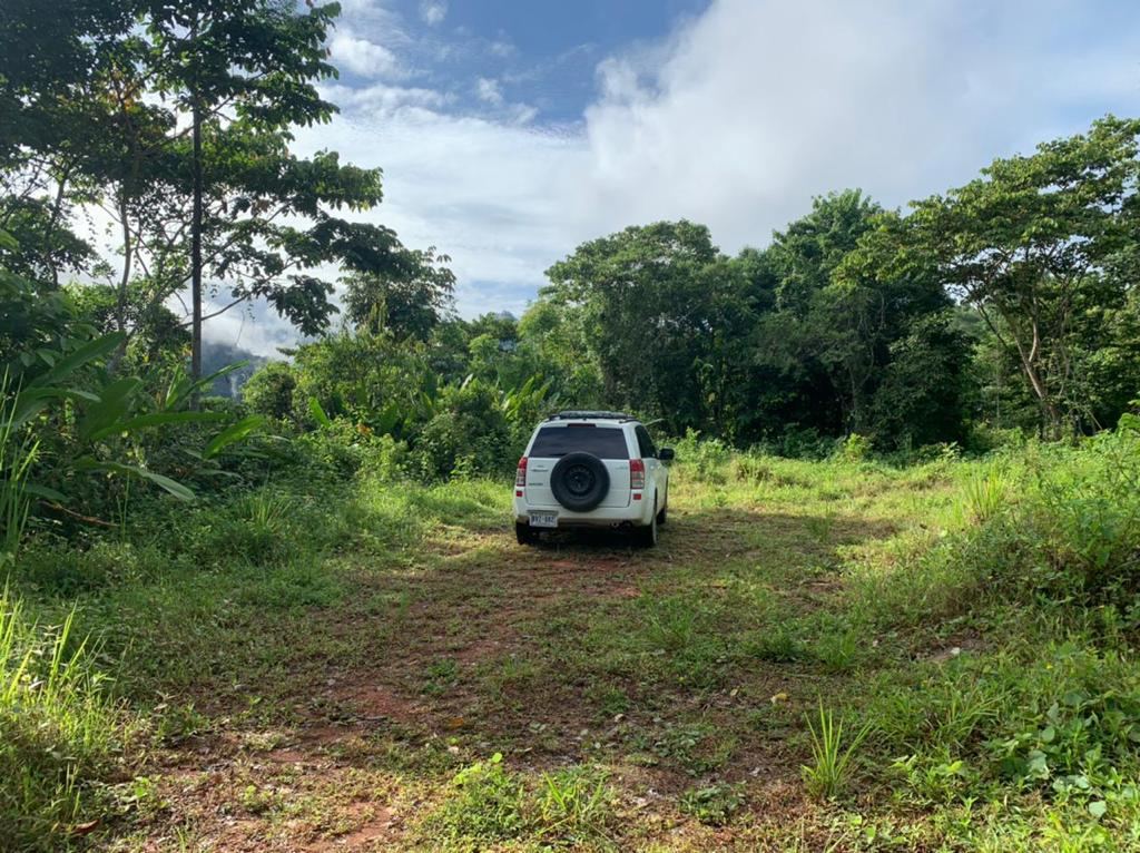 Life in the tropics, full size