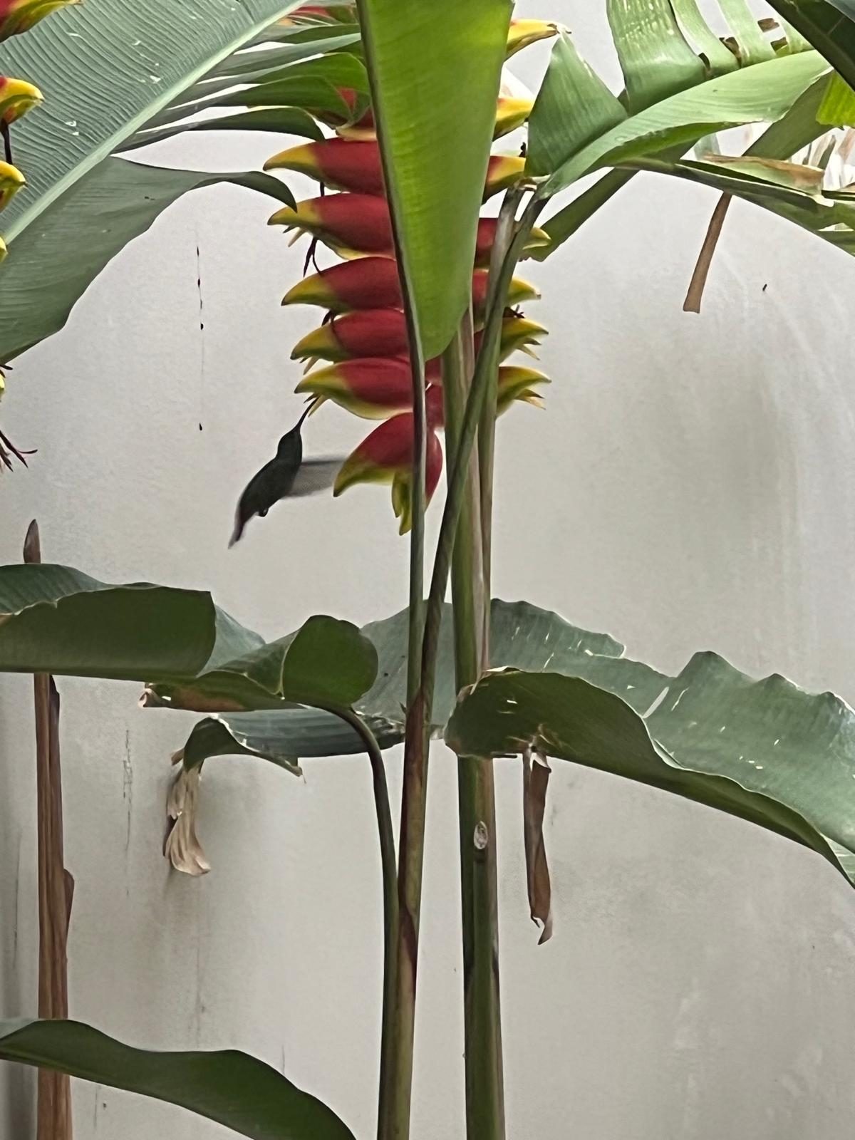 Life in the tropics, full size